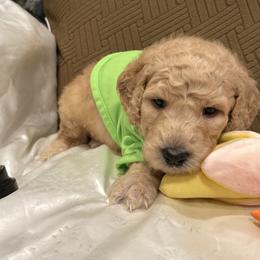 Noah - Apricot male Poodle puppy in Mobile, Alabama from Semmy’s Standard Poodle LLC