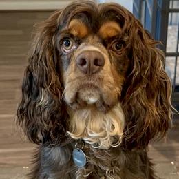 Cavalier King Charles Spaniels, Cocker Spaniels, and Companion Crosses from Cavi Cutie Collective