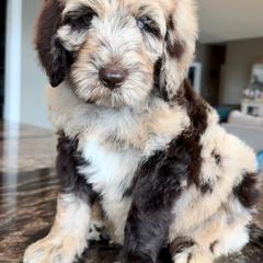 Newfypoo Puppies from Two Sisters Ranch, LLC