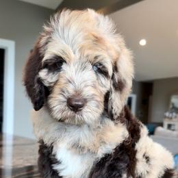 Newfypoo Puppies from Two Sisters Ranch, LLC