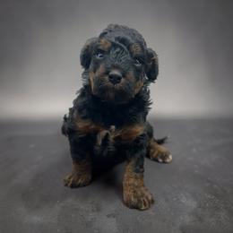 Gabby - Phantom female Bernedoodle puppy in Thornville, Ohio from Four Front Doodles & Friends