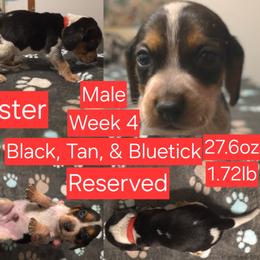 Buster Red Male - Black tan and bluetick male Beagle puppy in Bemidji, Minnesota from Nse Farms Beagles