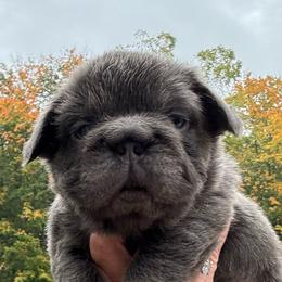 Boy 2 - Blue male French Bulldog puppy in Norwalk, Ohio from The Frenchie Ravine Connection LLC
