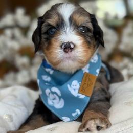Zion - blue collar male - Tri-color male Bernedoodle puppy in Yuciapa, California from AlltheDoodlez_