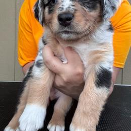 Creek - Blue merle female Miniature American Shepherd puppy in White City, Oregon from Born Rogue Miniature American Shepherds