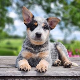AKC Leaf - Blue male Australian Cattle Dog puppy in Chillicothe, Missouri from TLC Cattle dogs