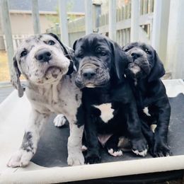 Great Dane Puppies from Old Orchard Danes