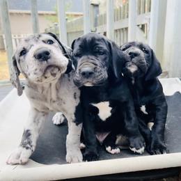 Great Dane Puppies from Old Orchard Danes