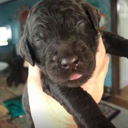 Poodle Puppies from Ashton’s Standards