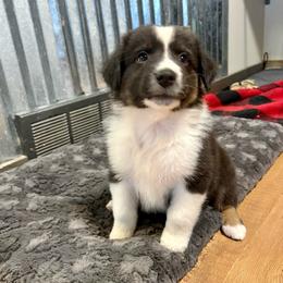 Griswold - Black tri-color male Australian Shepherd puppy in Preston, Idaho from KC Bar Ranch Aussies