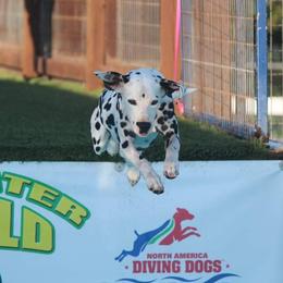 Naija - Dalmatian