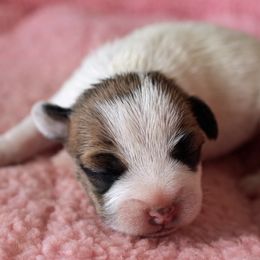 "Flair" - Jack Russell Terrier puppy from Wendover Terriers