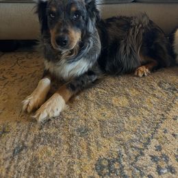 Journey - Australian Shepherd