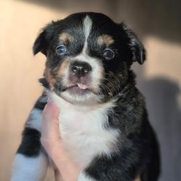 Boy 1 - Black and white male American Corgi puppy in Tallahassee, Florida from Koko's Korgis