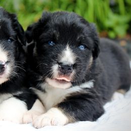 Australian Shepherd Puppies from Tru Blu Aussies