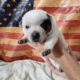 Liberty Belle - Blue female Australian Cattle Dog puppy in Lynd, Minnesota from Diamond Falls Cattle Dogs