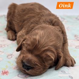 Oink - Red  male Goldendoodle puppy in Neillsville, Wisconsin from Granton Creek