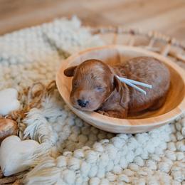 Zach Bryan - Red  male Goldendoodle puppy in Lumberton, Mississippi from SouthernDoodlebug/ Utah Doodlebug