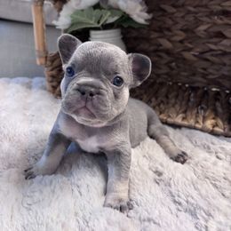 Onyx - Tricolors male French Bulldog puppy in North Las Vegas, Nevada from Legacy Luxe Frenchies