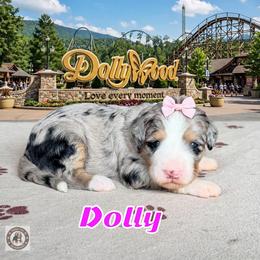 Dolly - Blue merle female Bernedoodle puppy in Banner Elk, North Carolina from Walnut Tree Bernedoodles