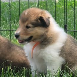 Collie Puppies from Jamie Jamie Andersen Andersen