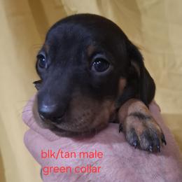 Green Collar - Black and tan male Dachshund puppy in La Pine, Oregon from Lil Deschutes