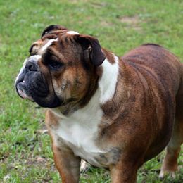 Buffi - Bulldog