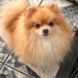 Thelma - Chocolate sable female Pomeranian puppy in Douglas, Massachusetts from Country Oak Poms LLC