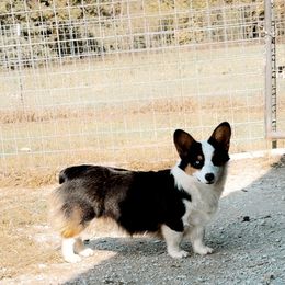 Boss - Pembroke Welsh Corgi