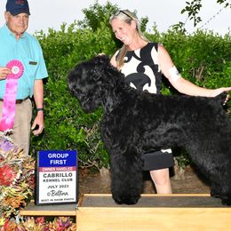 Lanna - Black Russian Terrier