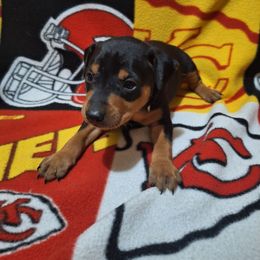 Tucker - Black and rust male Miniature Pinscher puppy in Grove, Oklahoma from K&J's Min Pins Of Grand Lake
