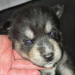 Ragnarök - Black tan and white male Siberian Husky puppy in Richland, Mississippi from Feazell’s Siberian Huskies