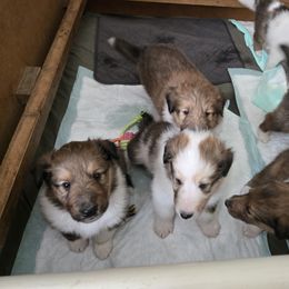 Collie Puppies from Doggy Haven Collies