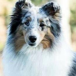 Shetland Sheepdogs from Rob Wen's Shetland Sheepdogs