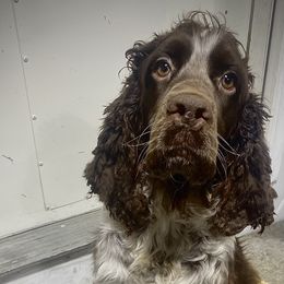 Maggie - English Springer Spaniel