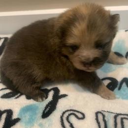 Chocolate sable Merle - Chocolate merle male Pomeranian puppy in Gadsden, Alabama from Rich Cat’s