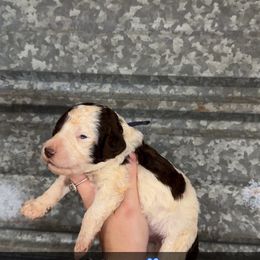 Blazer - Parti male Poodle puppy in Mtn Rest, South Carolina from Stocktons Doxies & Poodles