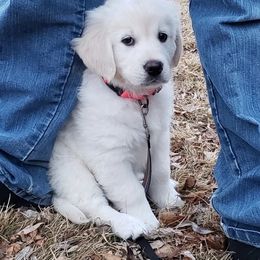 Golden Retriever Puppies from Garden Creek Goldens