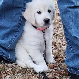 Golden Retriever Puppies from Garden Creek Goldens
