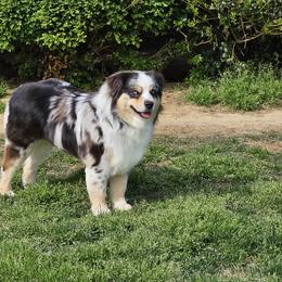 Lily - Miniature Australian Shepherd