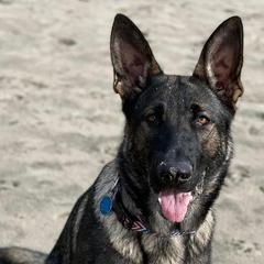 German Shepherds from Freedom Acres Farm