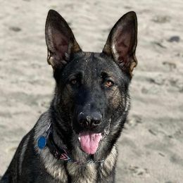 German Shepherds from Freedom Acres Farm