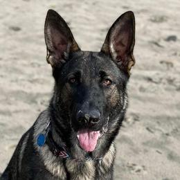 German Shepherds from Freedom Acres Farm