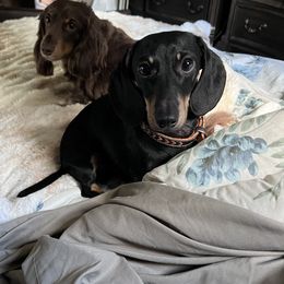 Sakko - Dachshund