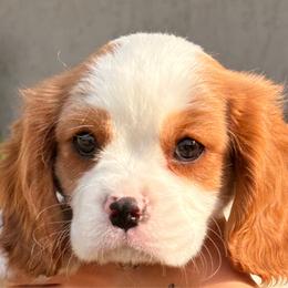 Teddy - Blenheim male Cavalier King Charles Spaniel puppy in Atwater, California from Countryside Royalty Cavaliers