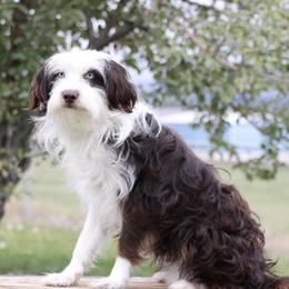 Howdie - Aussiedoodle