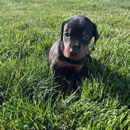 Nova - Black and rust female Doberman Pinscher puppy in Peru, Indiana from De luxe dobermans