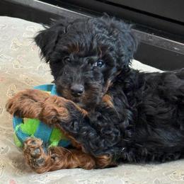Bear - Black tri-color male Aussiedoodle puppy in Deer Park, Washington from Doodle Paw Ranch