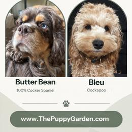 Cockapoo Puppies from Puppy Garden