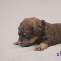 Eleven - Phantom female Bernedoodle puppy in Bennett, Colorado from Darling Paws Bernedoodles, LLC